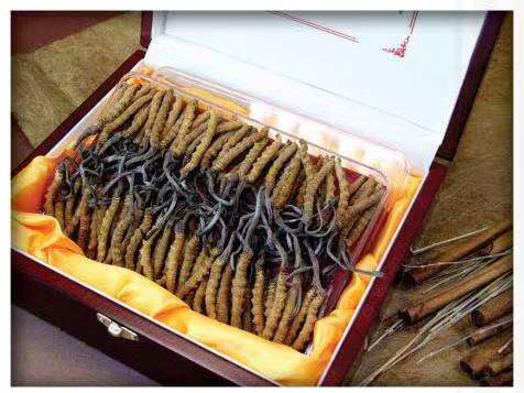 松桃冬虫夏草回收